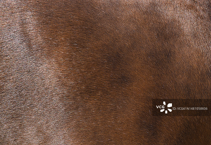 彩色动物抽象背景图片素材