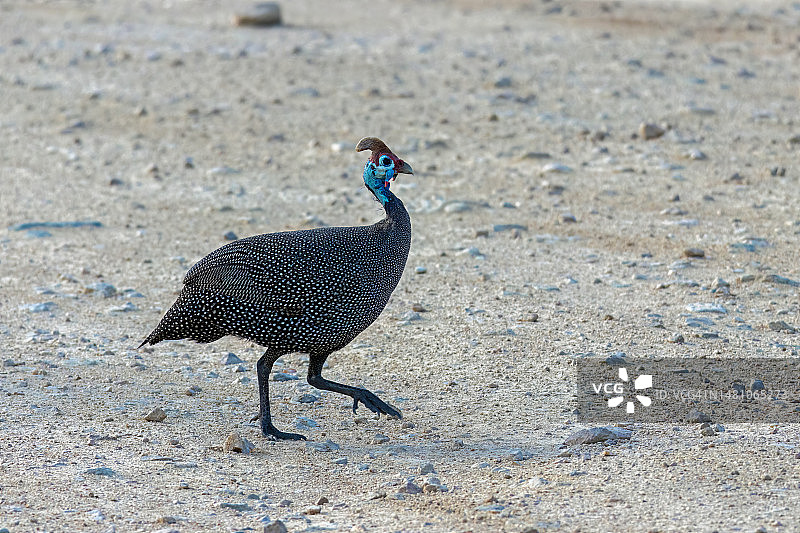 克鲁格国家公园的盔头珠鸡图片素材