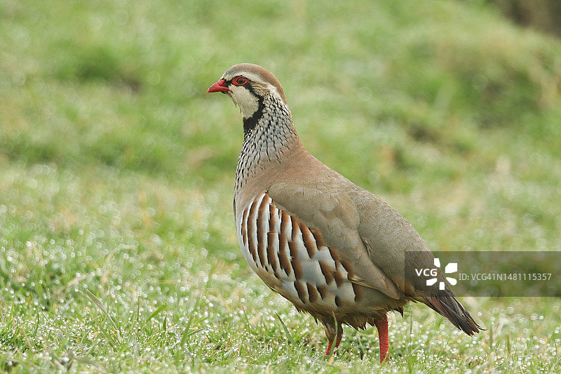 在英国田野里寻找食物的漂亮的红腿鹧鸪图片素材
