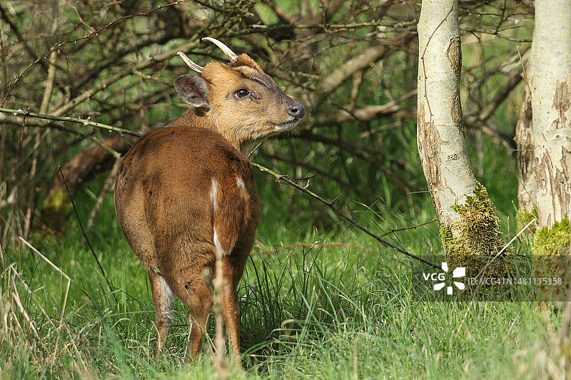 英国林地边缘觅食的雄性小麂鹿图片素材