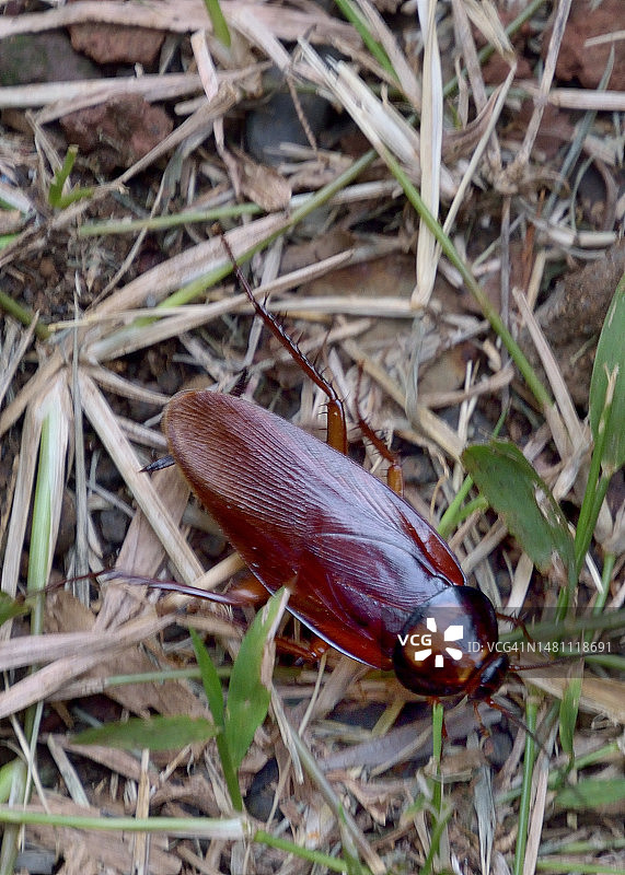 留尼汪岛美洲大蠊图片素材