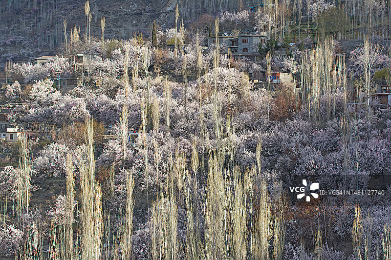 巴基斯坦罕萨的樱花图片素材