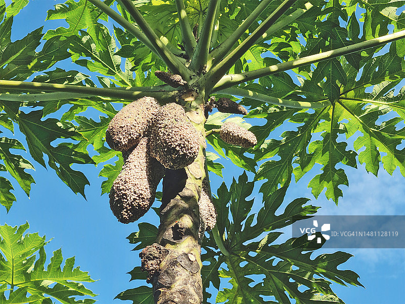 木瓜病害，热带水果图片素材