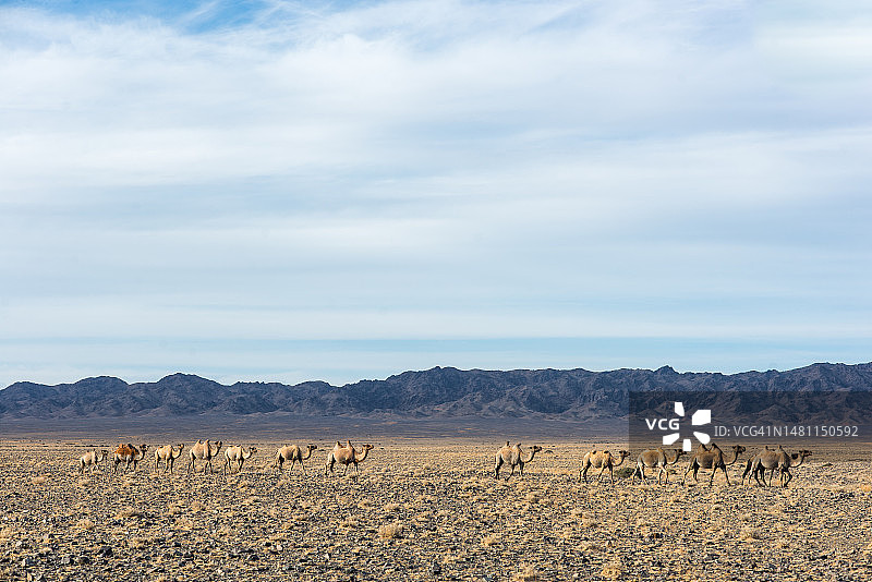 戈壁沙漠中的野生骆驼群图片素材