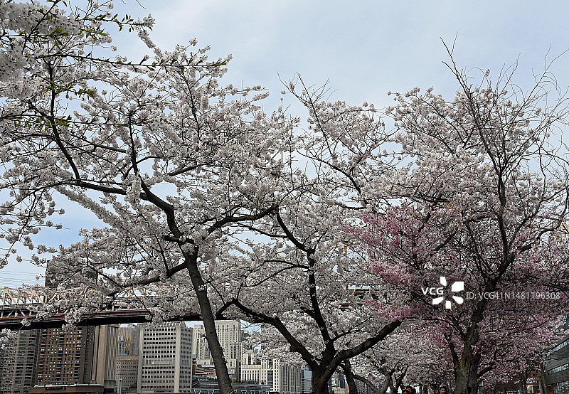 纽约市罗斯福岛上的樱花树照片图片素材