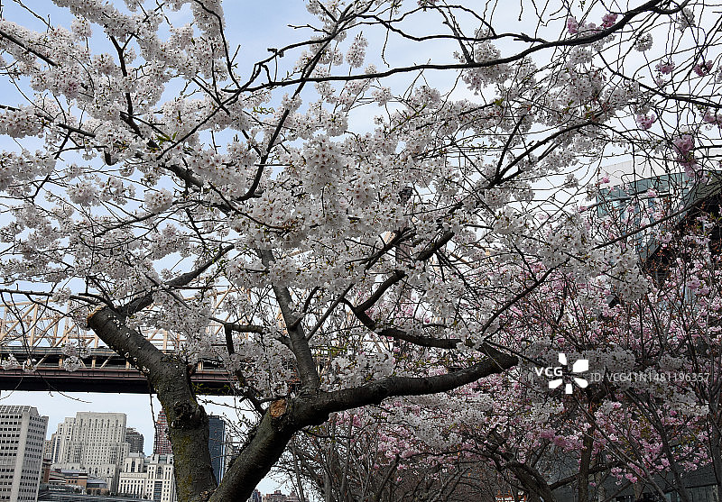 纽约市罗斯福岛上的樱花树照片图片素材