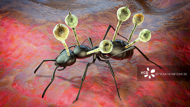 生长在蚂蚁身上的虫草寄生真菌插图图片素材