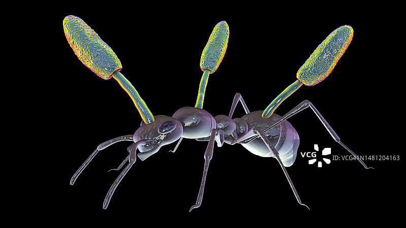 生长在蚂蚁身上的虫草寄生真菌插图图片素材