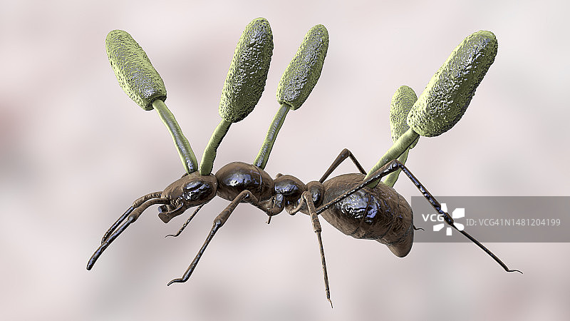 生长在蚂蚁身上的虫草寄生真菌插图图片素材