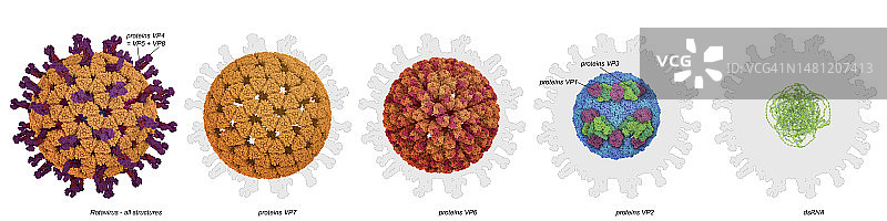 轮状病毒结构图图片素材