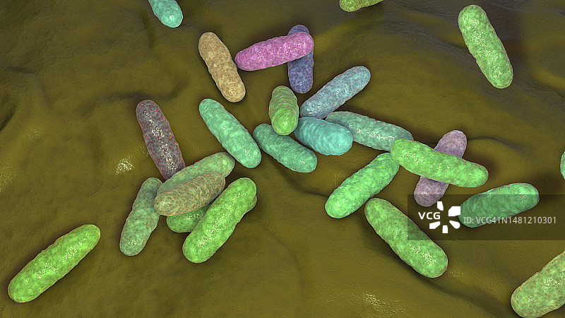 棒状杆菌细菌，图示图片素材