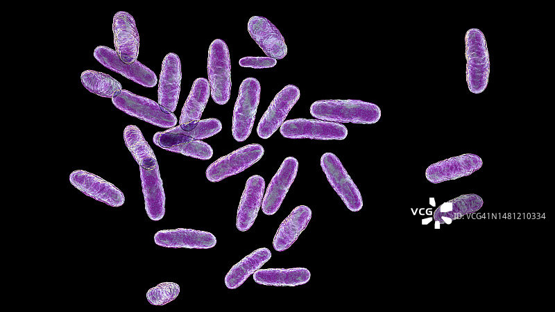 棒状杆菌细菌，图示图片素材
