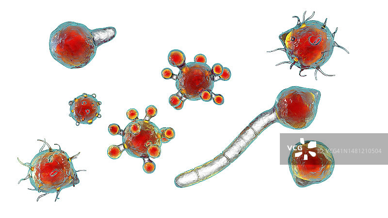 冠状接合孢霉微观真菌插图图片素材