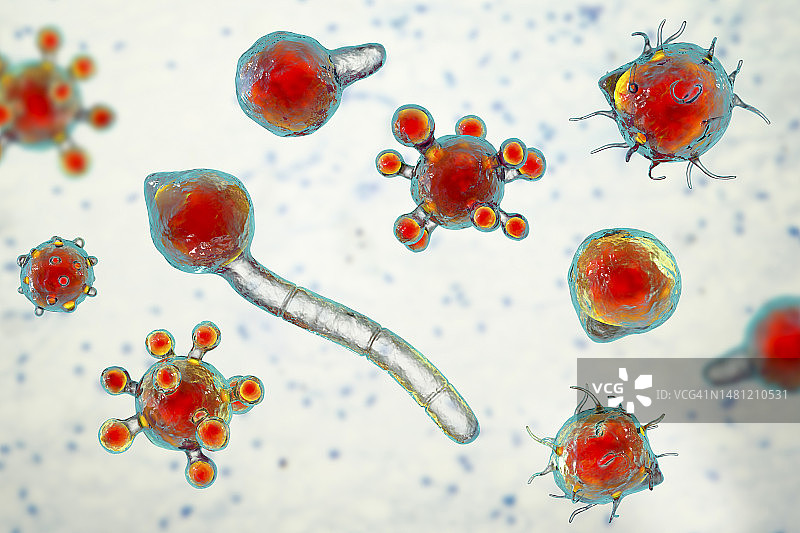 冠状接合孢霉微观真菌插图图片素材