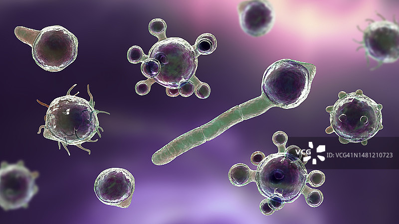 冠状接合孢霉微观真菌插图图片素材