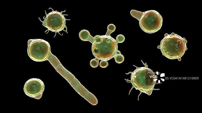 冠状接合孢霉微观真菌插图图片素材