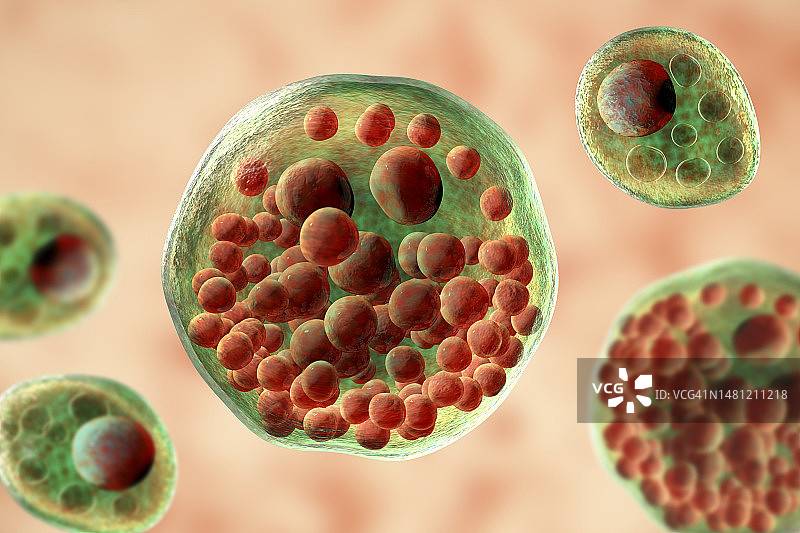 鼻孢子虫寄生虫插图图片素材