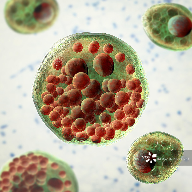 鼻孢子虫寄生虫插图图片素材