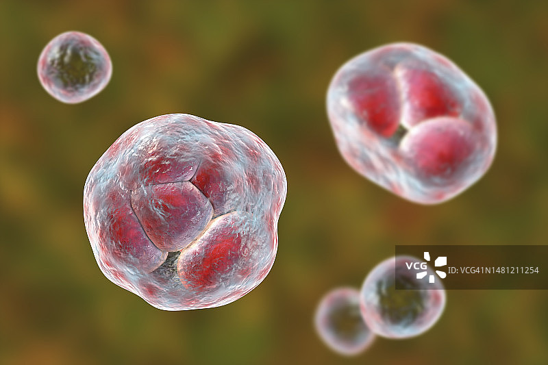 威克汉姆假丝酵母藻类，图示图片素材