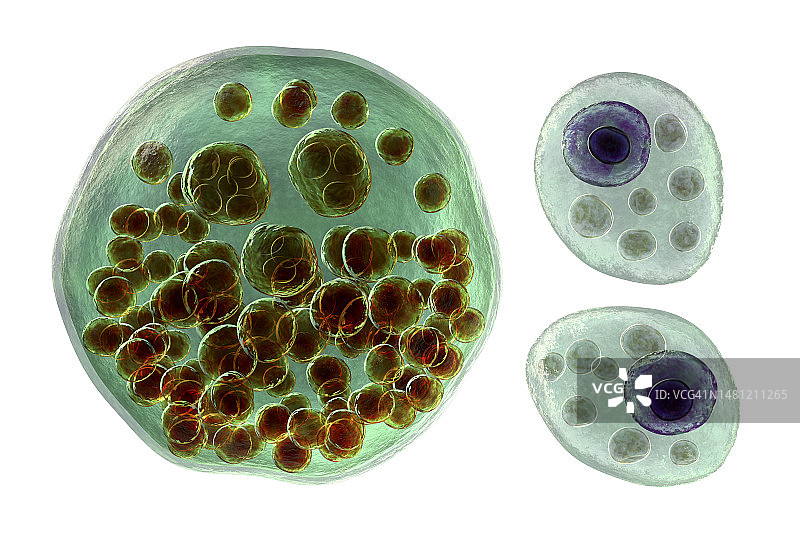 鼻孢子虫寄生虫插图图片素材