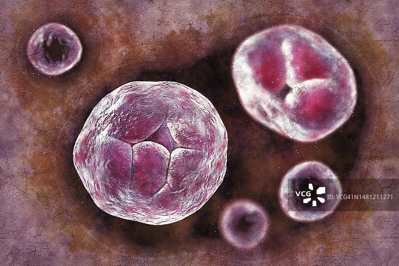 威克汉姆假丝酵母藻类，图示图片素材