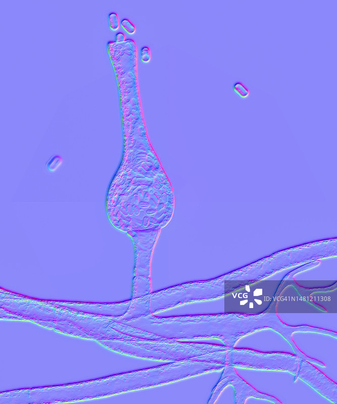 萨克塞纳真菌微观图图片素材