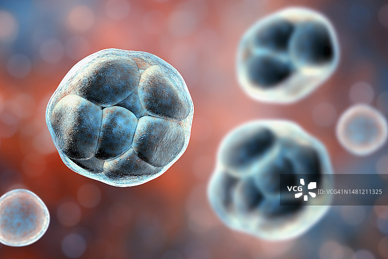 威克汉姆假丝酵母藻类，图示图片素材