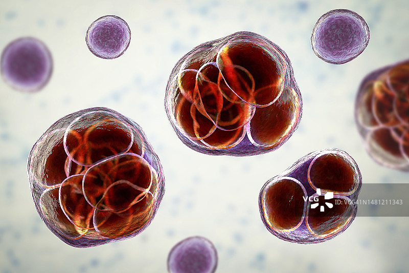 威克汉姆假丝酵母藻类，图示图片素材
