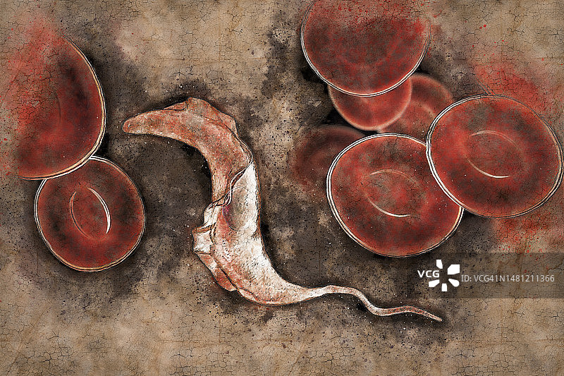 南美锥虫病寄生虫插图图片素材