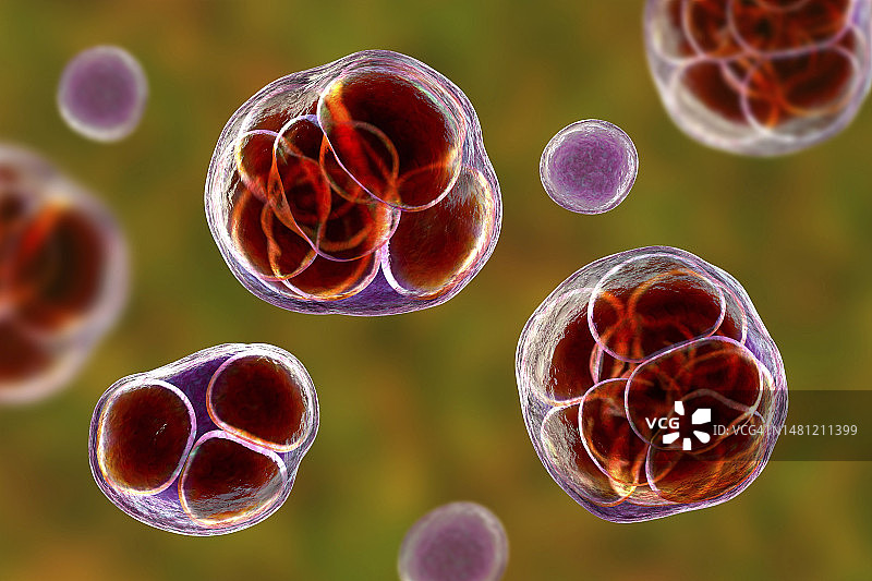 威克汉姆假丝酵母藻类，图示图片素材