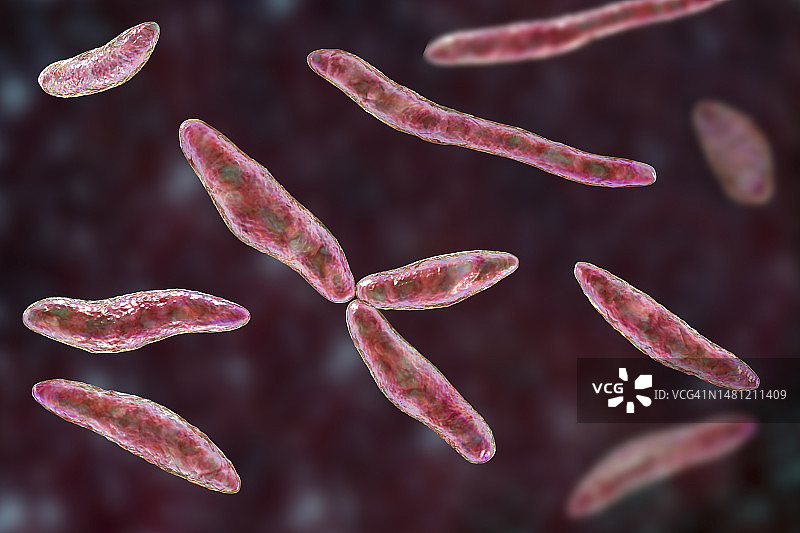 玉米黑穗病菌插图图片素材