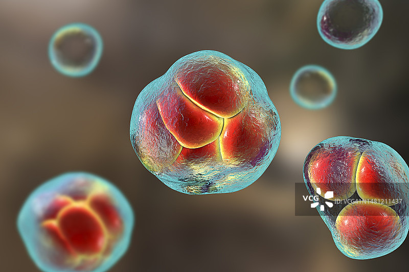 威克汉姆假丝酵母藻类，图示图片素材