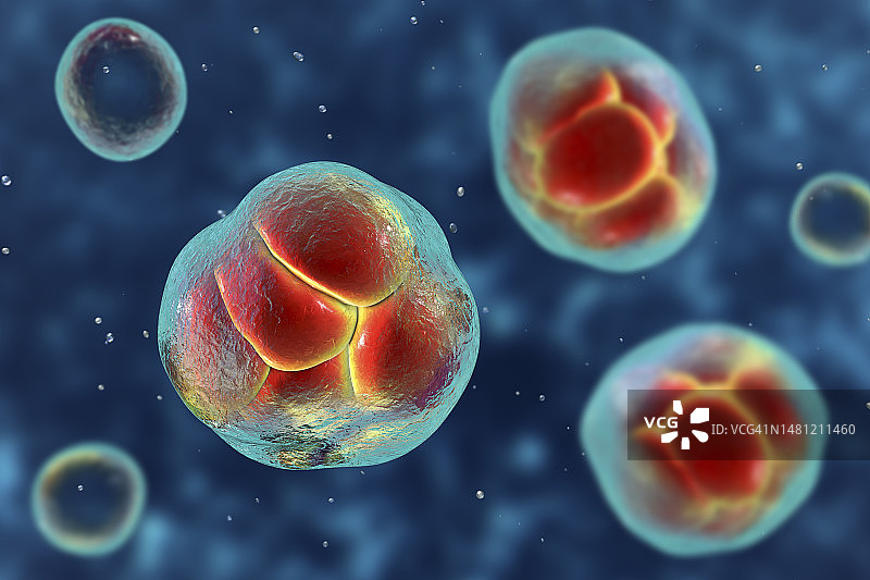 威克汉姆假丝酵母藻类，图示图片素材