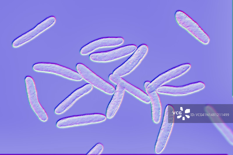 四氢假单胞菌细菌，图示图片素材
