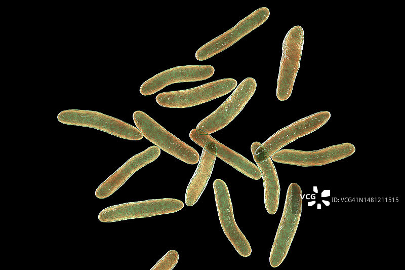 四氢假单胞菌细菌，图示图片素材