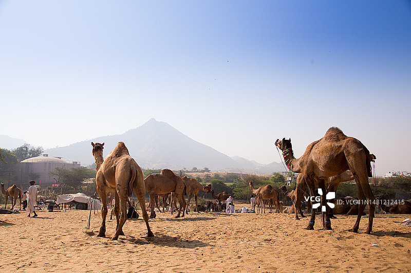 普什卡集市：拉贾斯坦邦骆驼交易会图片素材