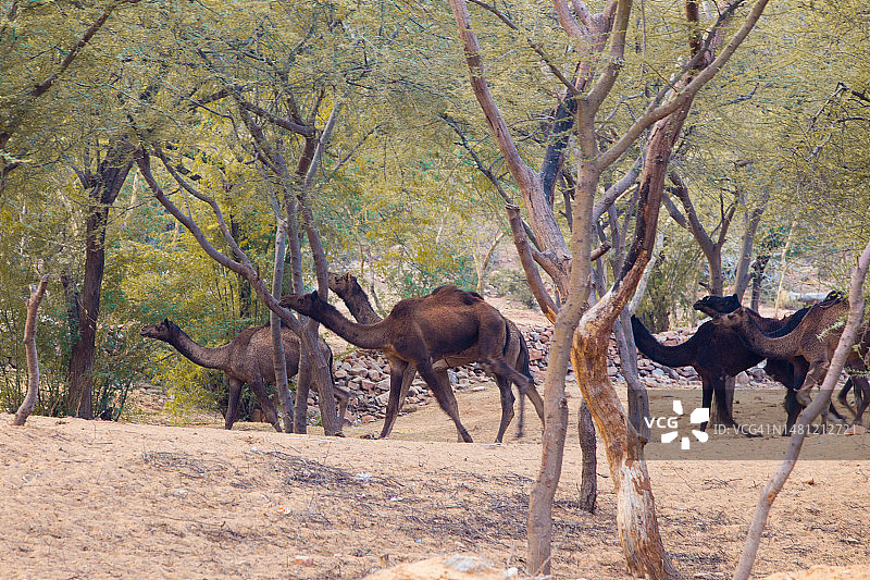 普什卡集市：拉贾斯坦邦骆驼交易会图片素材