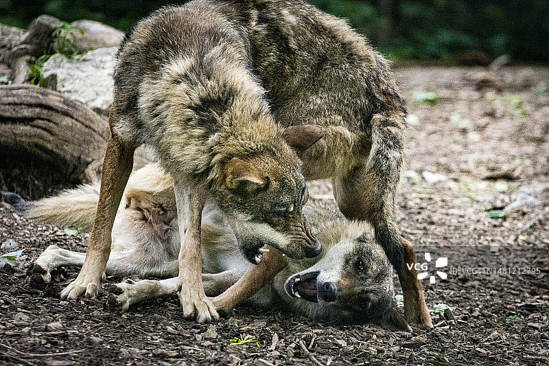 与狼搏斗图片素材