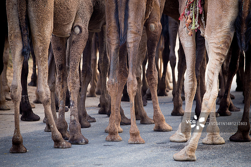 普什卡集市：拉贾斯坦邦骆驼交易会图片素材
