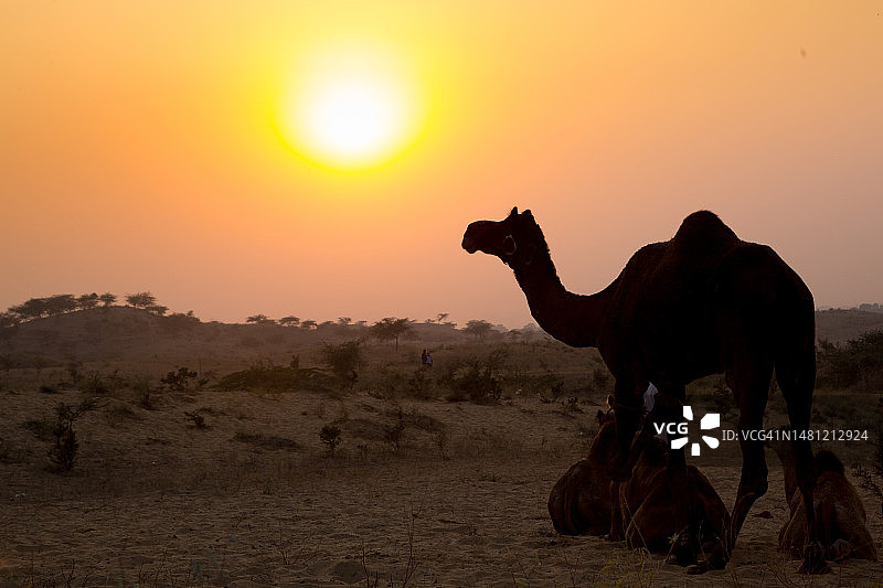 普什卡集市：拉贾斯坦邦骆驼交易会图片素材