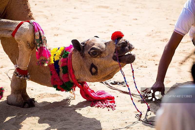 普什卡集市：拉贾斯坦邦骆驼交易会图片素材