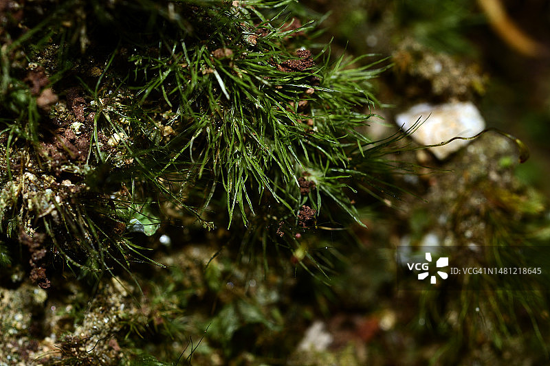 蕨类植物图片素材