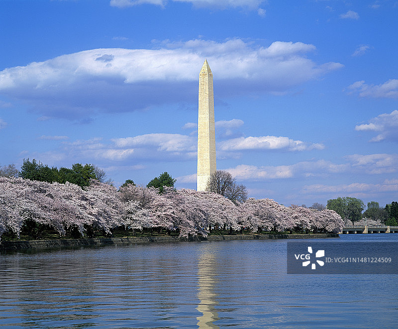 樱花与潮汐湖图片素材