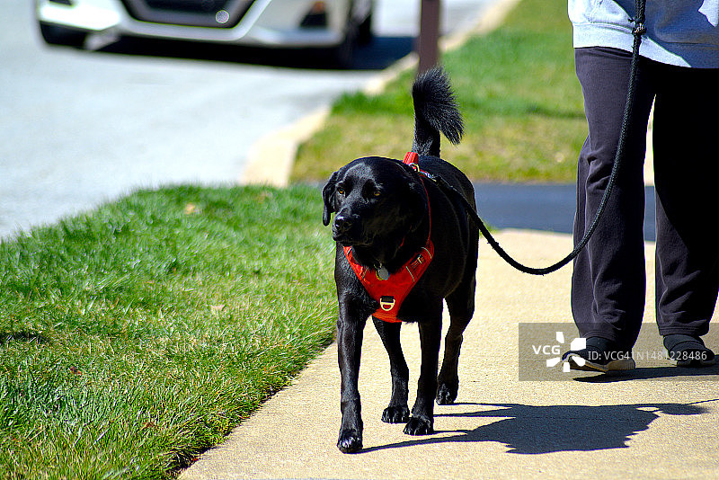 在费城郊区遛狗图片素材