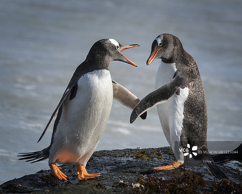 两只巴布亚企鹅在荒凉岛上握鳍的可爱照片图片素材