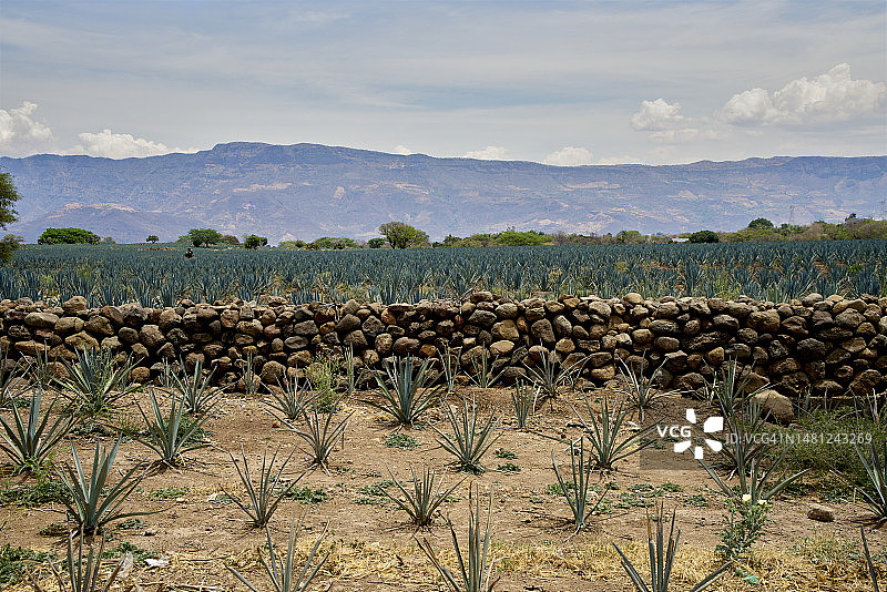 墨西哥哈利斯科州的蓝色龙舌兰田图片素材