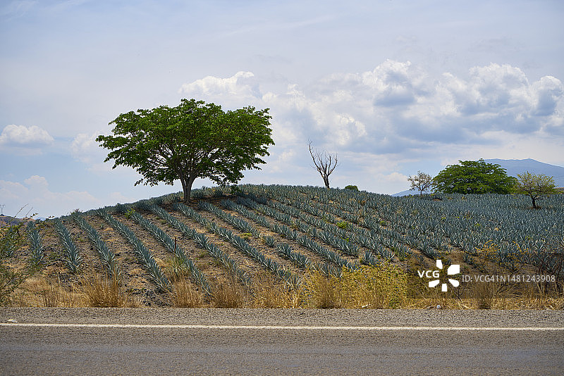 墨西哥哈利斯科州的蓝色龙舌兰田图片素材