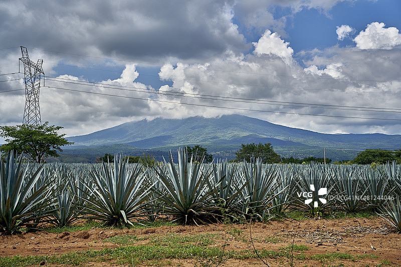 墨西哥哈利斯科州的蓝色龙舌兰田图片素材