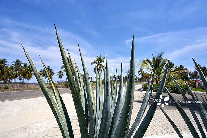 墨西哥哈利斯科州的蓝色龙舌兰图片素材