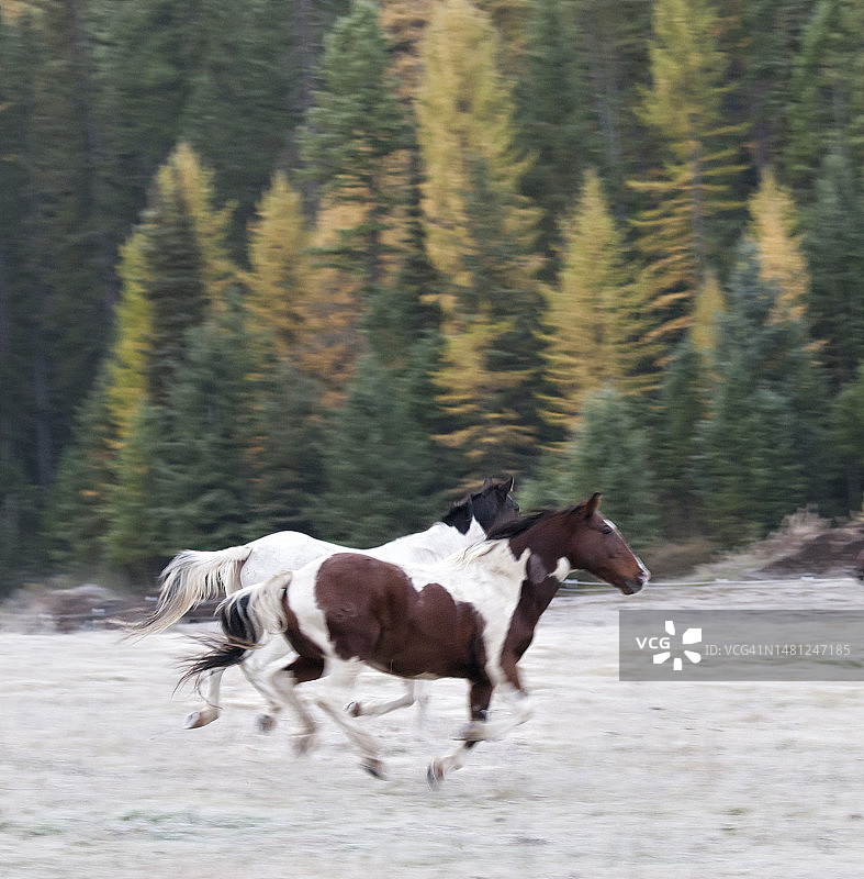 冬季奔跑的马群图片素材